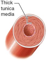 Muscular artery cross-section