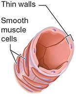 Arteriole cross-section
