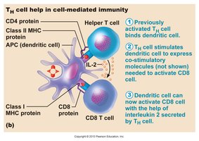 Mechanism of cytotoxic T cell killing