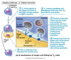 Immune response coordination diagram