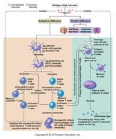 Diagram of allergic response