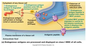 Class I MHC antigen presentation