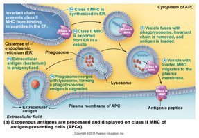 Class II MHC antigen presentation