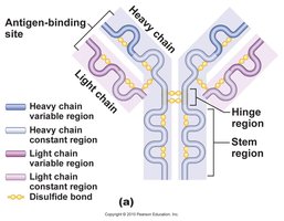 Structure of an antibody