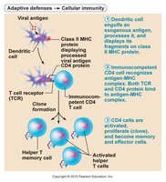 Antigen presentation to Helper T cell