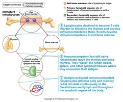 Lymphocyte development and activation