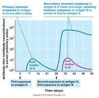Graph of primary and secondary immune responses
