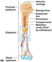 Diagram of a long bone showing diaphysis, epiphyses, articular cartilage, periosteum, medullary cavity, and other structures