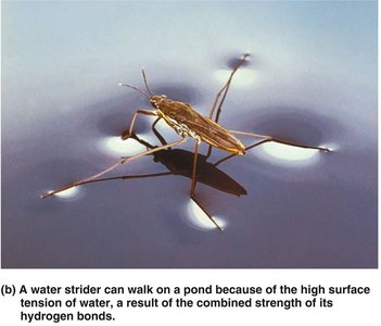 Surface tension of water due to hydrogen bonds