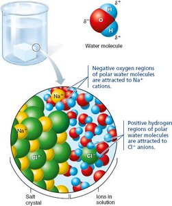 Dissociation of salt in water