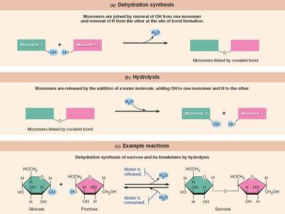 Dehydration synthesis and hydrolysis