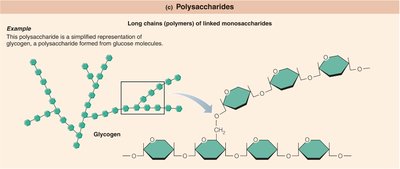 Polysaccharides