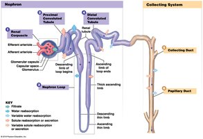 Anatomy & Physiology II Urinary System Study Guide | Notes