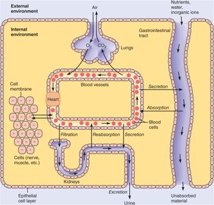 Simplified diagram of the human body showing compartments and flows