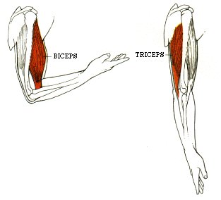 Biceps and triceps as agonist and antagonist