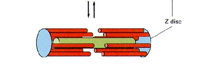 Sarcomere contraction with Z disc movement