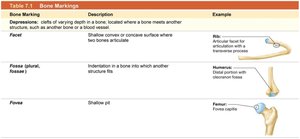 Table 7.1 Bone Markings