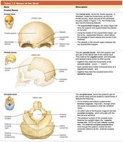 Table 7.2 Bones of the Skull