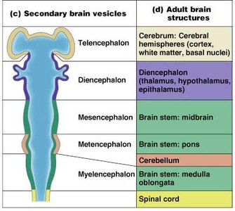 Secondary brain vesicles and adult brain structures