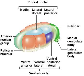 Thalamic nuclei