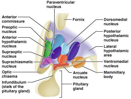 Hypothalamic nuclei