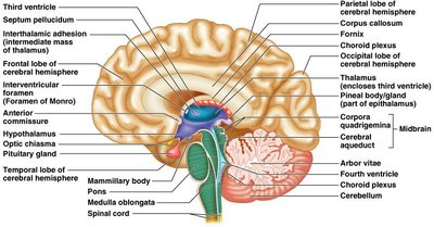 Epithalamus and pineal gland