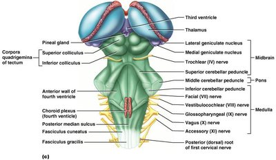Brain stem, ventral view