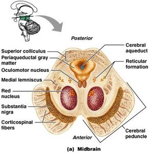 Midbrain cross-section