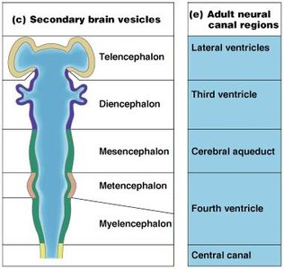 Secondary brain vesicles and adult neural canal regions