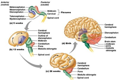 Brain development and flexures from 5 weeks to birth