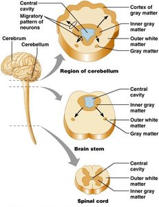 Gray and white matter organization in cerebrum, cerebellum, brain stem, and spinal cord