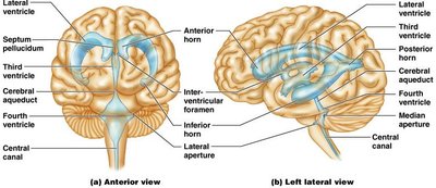 Ventricles of the brain, anterior and lateral views