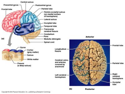 Major lobes, gyri, and sulci of the cerebral hemisphere