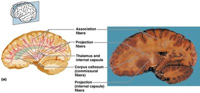 Fiber tracts in white matter