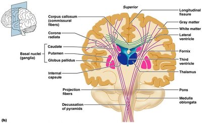 Fiber tracts in white matter, sagittal section