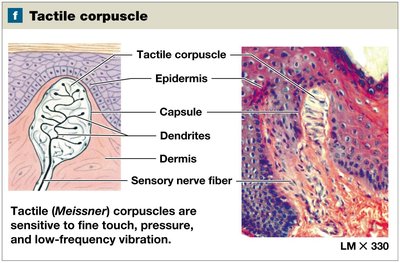 Illustration and micrograph of tactile (Meissner) corpuscle