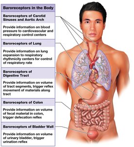 Diagram showing baroreceptors in various organs