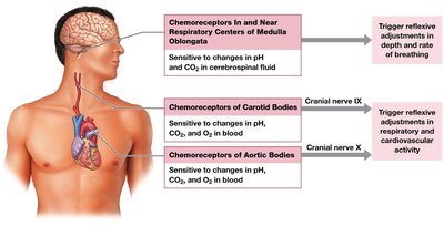 Diagram showing chemoreceptors in the body