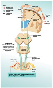 Diagram of ascending sensory tracts in the spinal cord