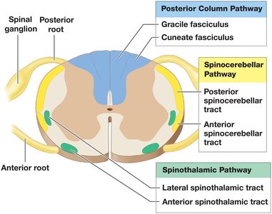 Diagram of spinothalamic pathway