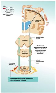 Diagram of lateral spinothalamic tract for pain and temperature