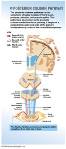 Diagram of spinocerebellar pathway