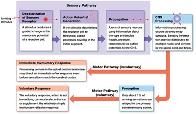 Diagram of sensory and motor pathways, showing sensory pathway steps and motor responses