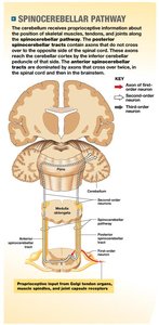 Diagram of spinocerebellar pathway