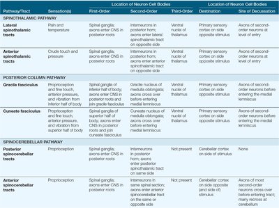 Diagram of ascending visceral sensory pathways
