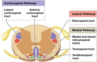 Diagram of descending motor tracts in the spinal cord