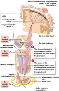 Diagram of motor homunculus and corticospinal pathway