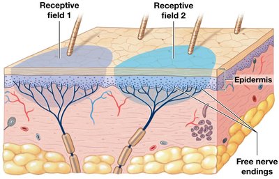Diagram of receptive fields and free nerve endings in the skin