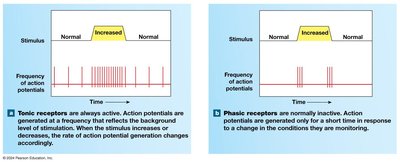 Graphs comparing tonic and phasic receptor responses to stimuli