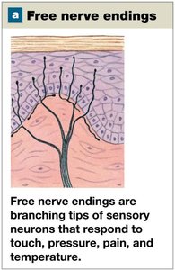 Illustration of free nerve endings in the skin